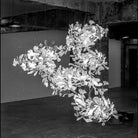 Gingko Leaves Chandelier - L 196.8″ x W 31.5″ x H 59.1″White & GoldBlushlighting