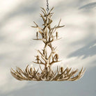 Natural Antler Chandelier 48" - NaturalBlushlighting